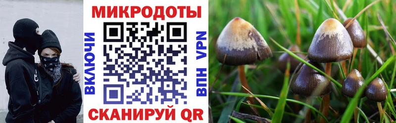 Галлюциногенные грибы Cubensis как найти Тетюши
